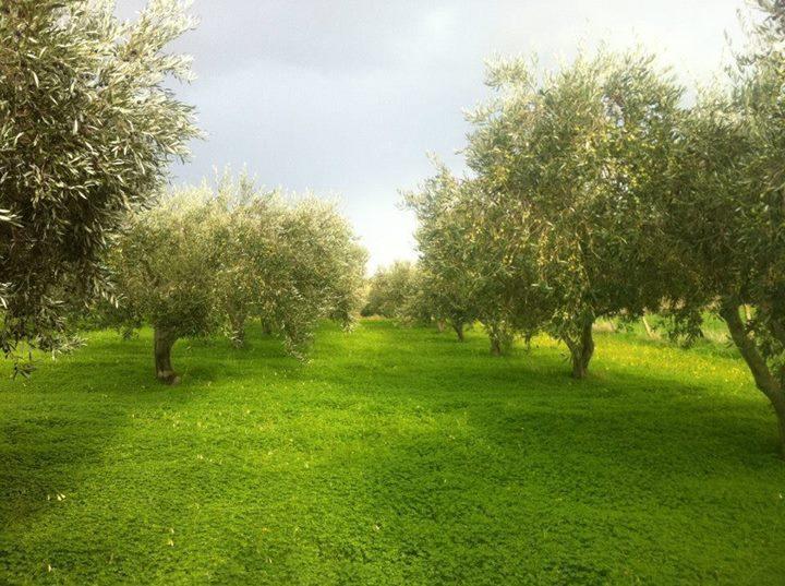 Agriturismo Ridocco Corleone Exteriér fotografie